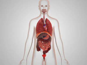 Human Internal Organs 3D Model