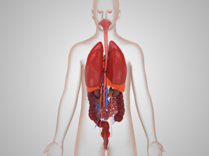 Human Internal Organs 3D 模型