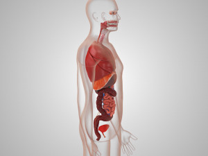 Human Internal Organs 3D 模型