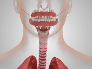 Human Internal Organs 3D 模型