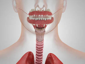 Human Internal Organs 3D Model