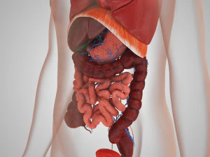 Human Internal Organs 3D Model