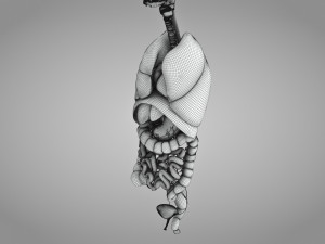 Human Internal Organs 3D 模型