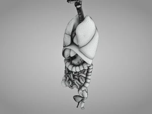 Human Internal Organs 3D Model