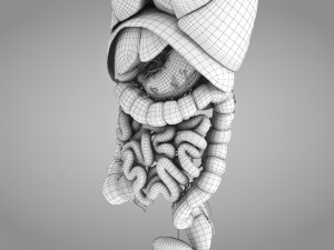 Human Internal Organs 3D 模型
