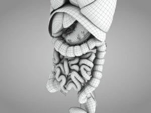 Human Internal Organs 3D Model