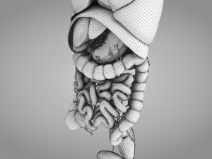 Human Internal Organs 3D 模型