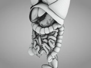 Human Internal Organs 3D Model