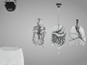 Human Internal Organs 3D Model