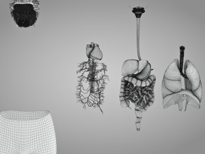 Human Internal Organs 3D 模型