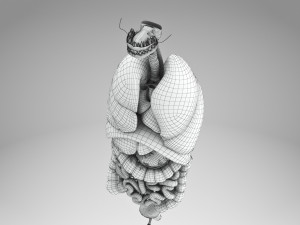 Human Internal Organs 3D 模型