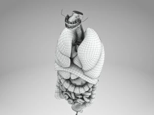 Human Internal Organs 3D Model