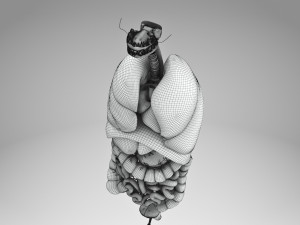 Human Internal Organs 3D 模型