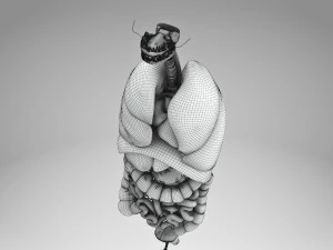 Human Internal Organs 3D Model
