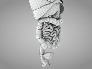 Human Internal Organs 3D 模型