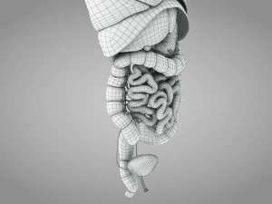 Human Internal Organs 3D Model