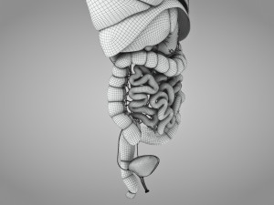 Human Internal Organs 3D 模型