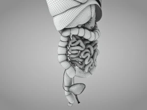 Human Internal Organs 3D Model