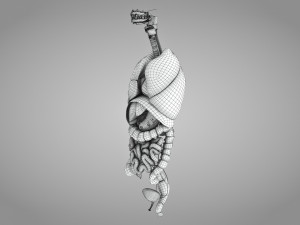 Human Internal Organs 3D 模型