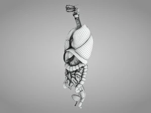 Human Internal Organs 3D Model