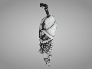 Human Internal Organs 3D 模型