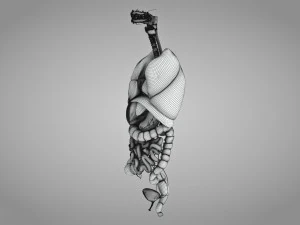 Human Internal Organs 3D Model