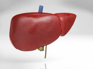 Human Internal Organs 3D Model