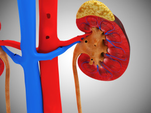 Human Internal Organs 3D 模型