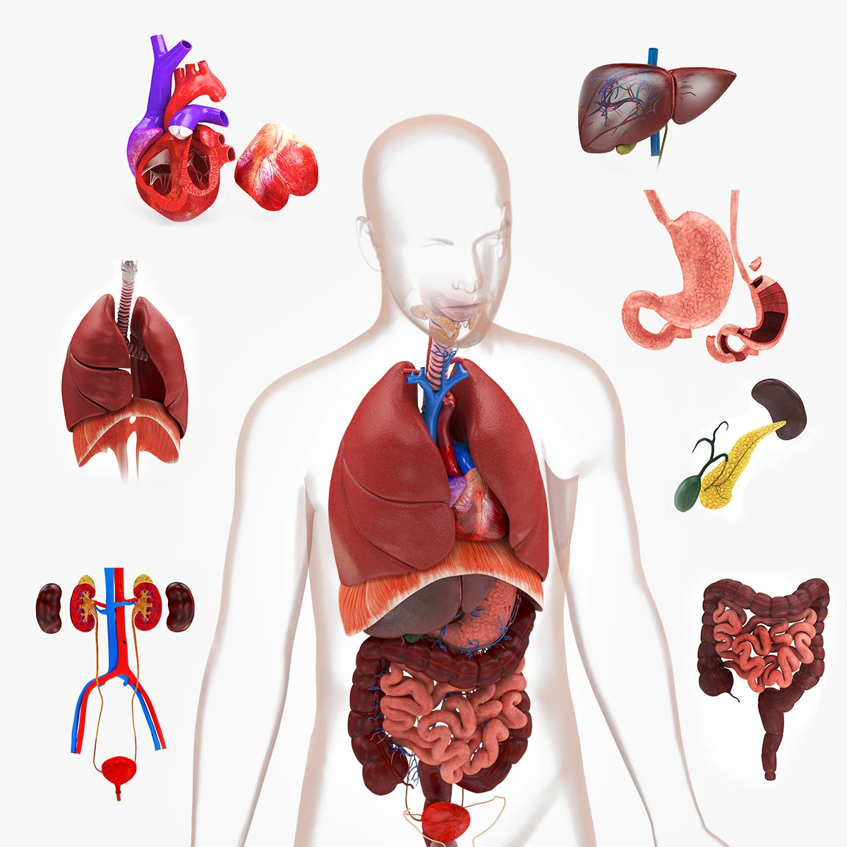 Human Internal Organs 3D Model .c4d .max .obj .3ds .fbx .stl .blend 