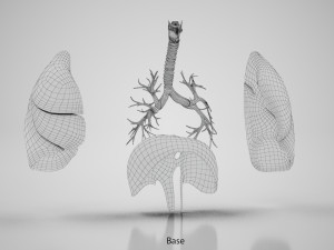 Human Internal Organs 3D 模型