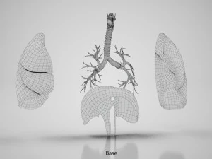 Human Internal Organs 3D Model