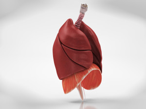 Human Internal Organs 3D 模型
