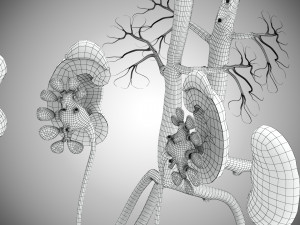 Human Internal Organs 3D 模型