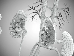 Human Internal Organs 3D Model