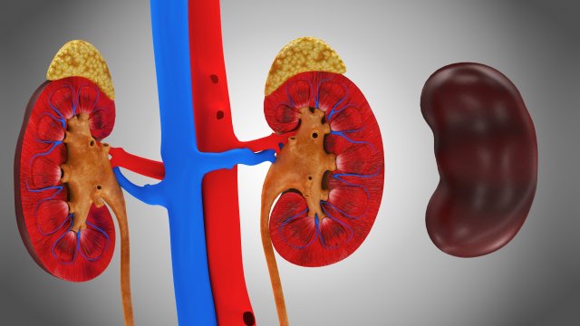 Human Internal Organs 3D Модель In Лекарства 3DExport
