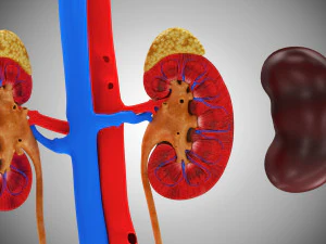 Human Internal Organs 3D Model