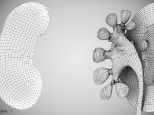 Human Internal Organs 3D 模型
