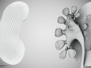 Human Internal Organs 3D Model