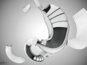 Human Internal Organs 3D Model