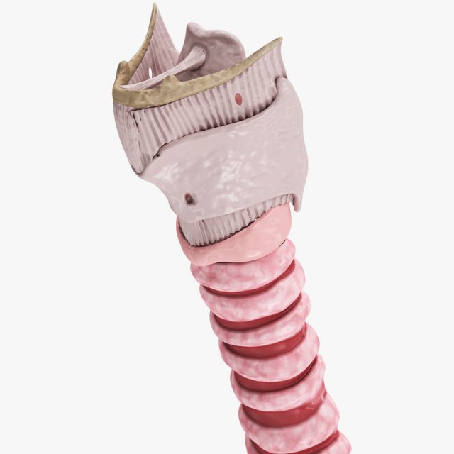 Larynx Anatomy 3Dモデル .c4d .max .obj .3ds .fbx .stl .blend 