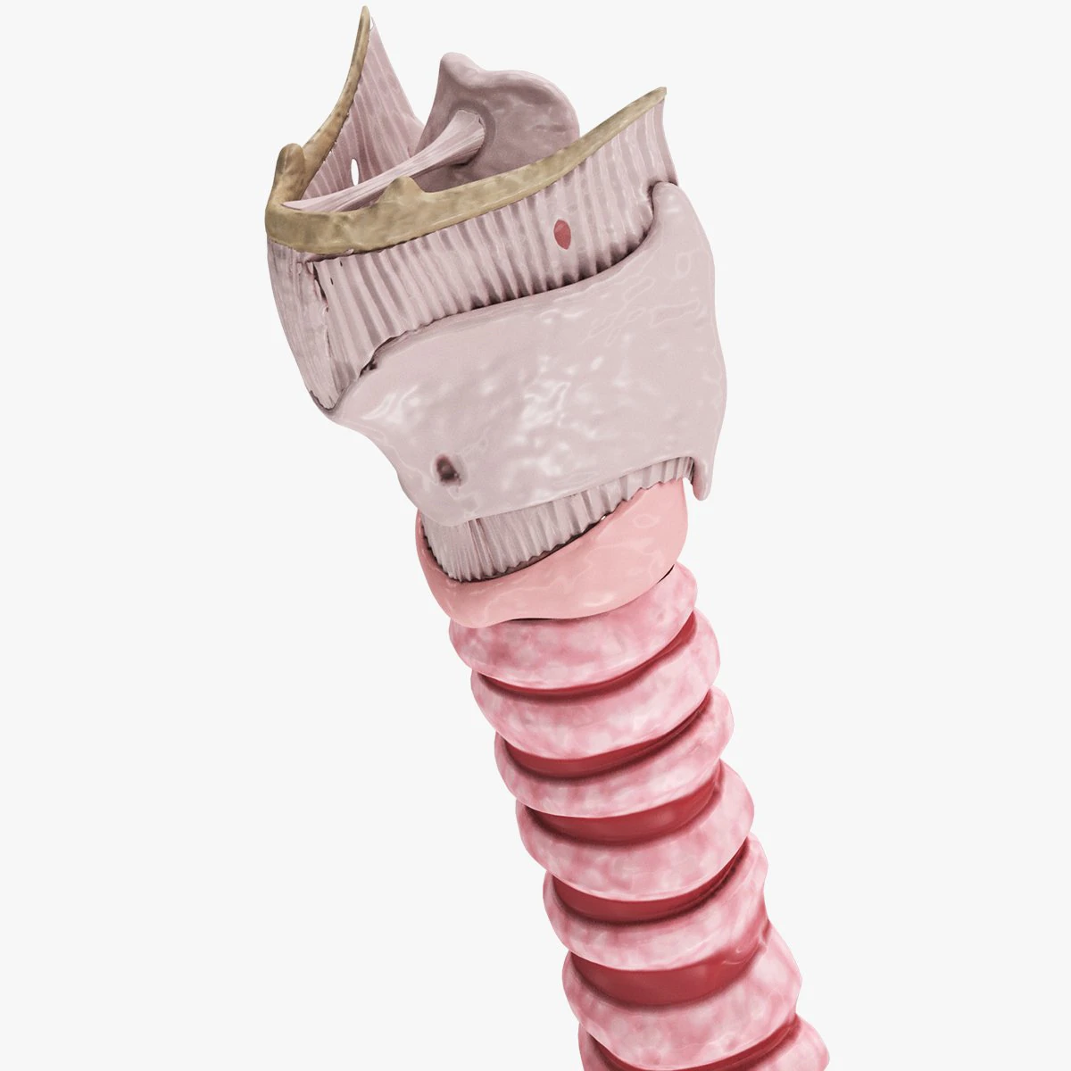 Larynx Anatomy 3D Model .c4d .max .obj .3ds .fbx .stl .blend 