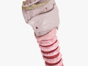 Larynx Anatomy Modelo 3D