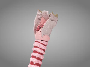 Larynx Anatomy 3D Model