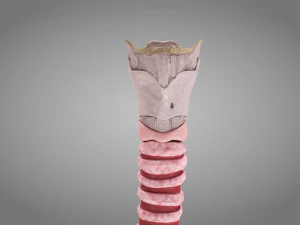 Larynx Anatomy 3D Model