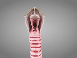 Larynx Anatomy 3D Model