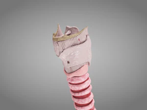 Larynx Anatomy 3D Model
