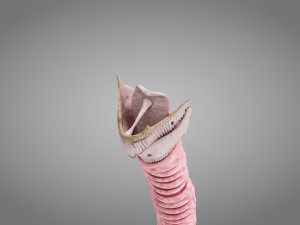 Larynx Anatomy 3Dモデル