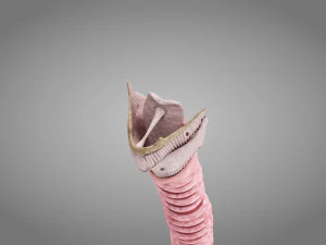 Larynx Anatomy 3D Model