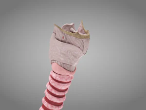 Larynx Anatomy 3D Model