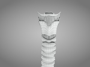 Larynx Anatomy 3Dモデル